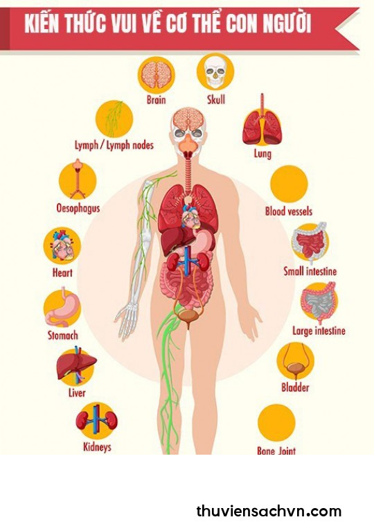 KIẾN THÚC VUI VỀ CƠ THỂ CON NGƯỜI