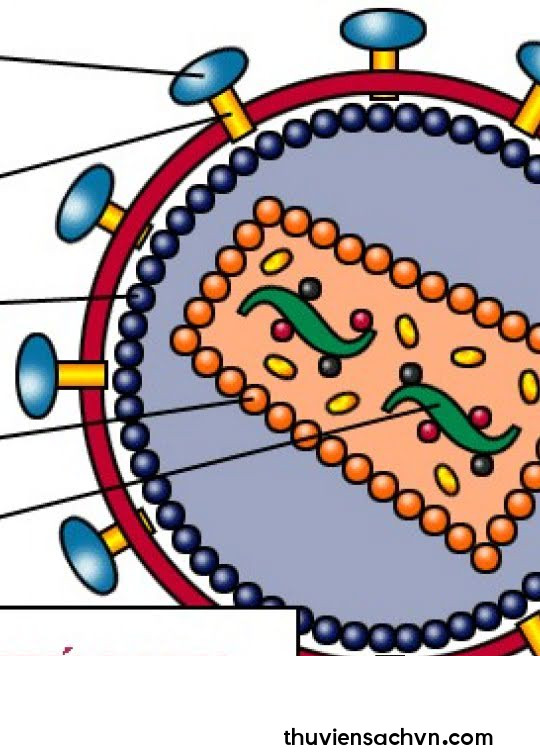 THÔNG TIN Y HỌC VỀ HIV-AIDS